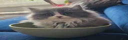 British Longhair cats for sale: 2 girls 1 boy British longhair mix - Advert 10
