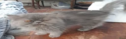 Siberian cats for sale: Absolutely Fabulous Kittens - Advert 18