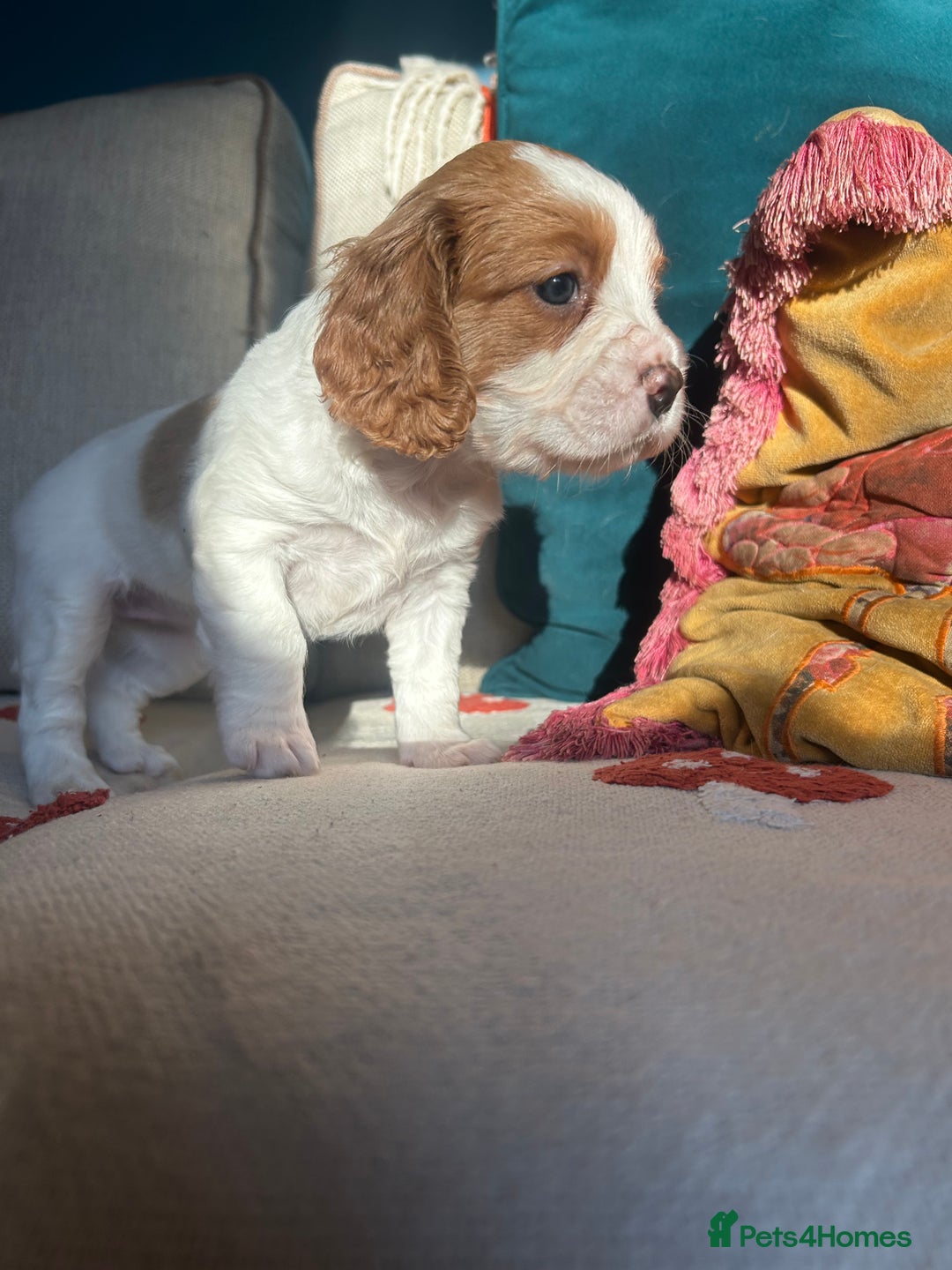 Cockalier dogs for sale: Beautiful Litter of Cavalier King Charles X Cocker - Advert 14