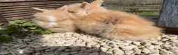 Lionhead rabbits for sale: Beautiful baby lionhead rabbits - Advert 6