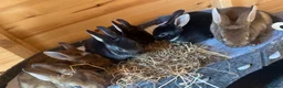 Rex rabbits for sale: Beautiful mini/standard mix Rex Bunnies - Advert 1