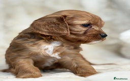 Cavapoo dogs for sale: Stunning health tested Cavapoo puppies - Image 5