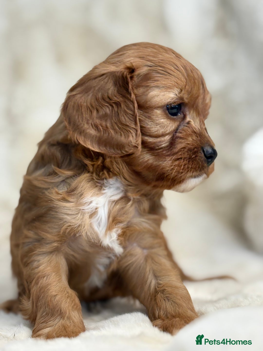 Cavapoo dogs for sale: Stunning health tested Cavapoo puppies - Image 5