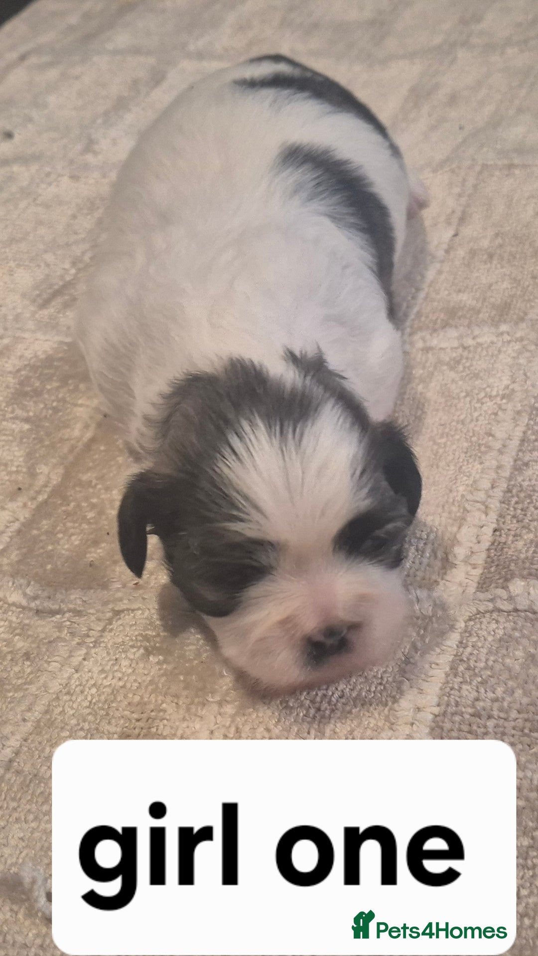 Shih Tzu dogs for sale: Shih tzu - Advert 5