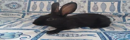 English rabbits for sale: Yurvac vaccinated purebred baby English rabbits! - Advert 14