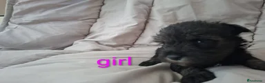 Miniature Schnauzer 2