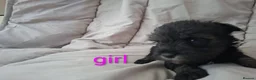 Miniature Schnauzer dogs for sale:  Cutest miniature schnauzer puppies  - Advert 3