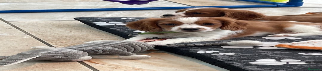 Cavalier King Charles Spaniel Puppy 1