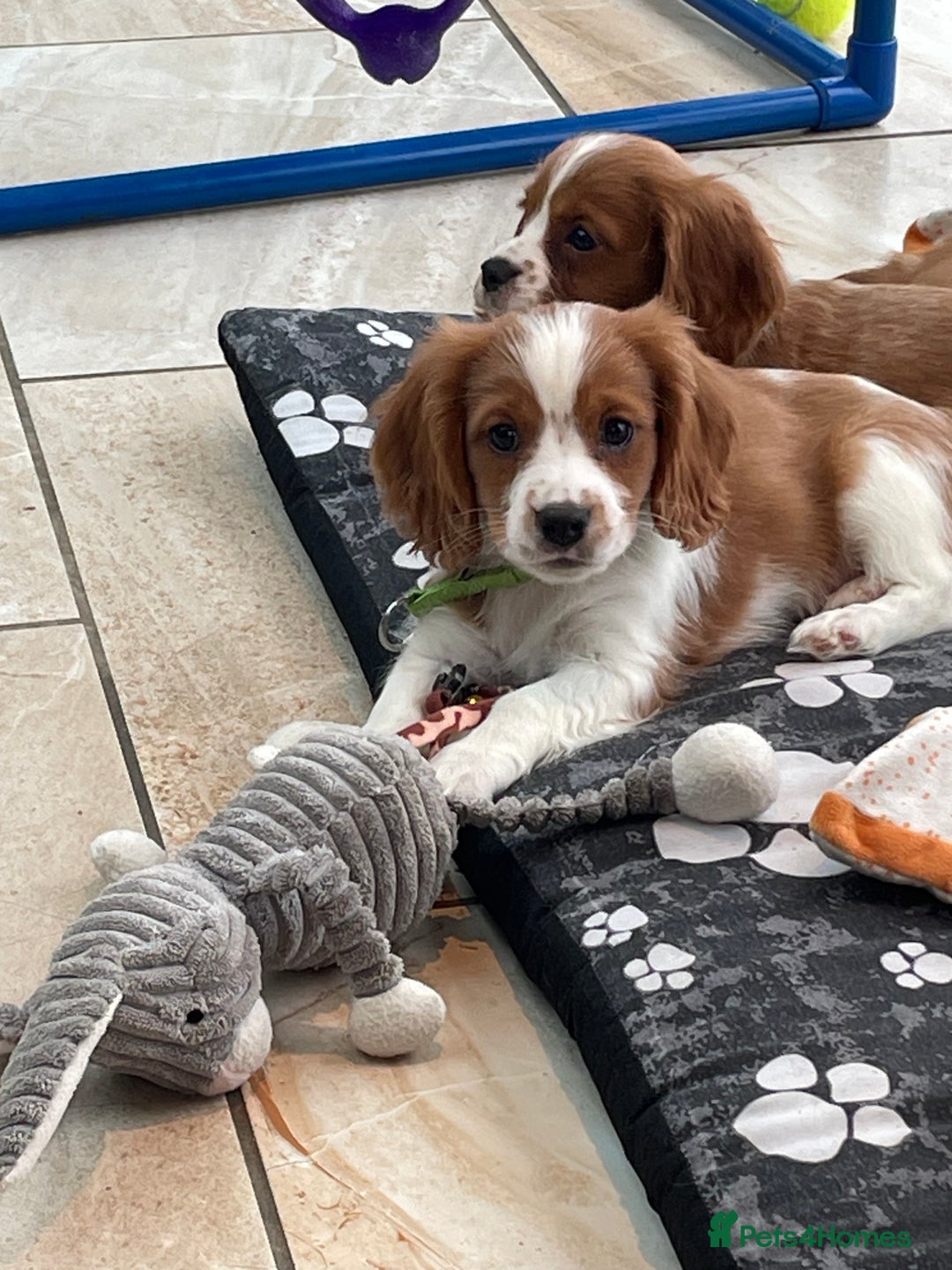Cavalier King Charles Spaniel dogs for sale: Stunning girls and boys - Image 7
