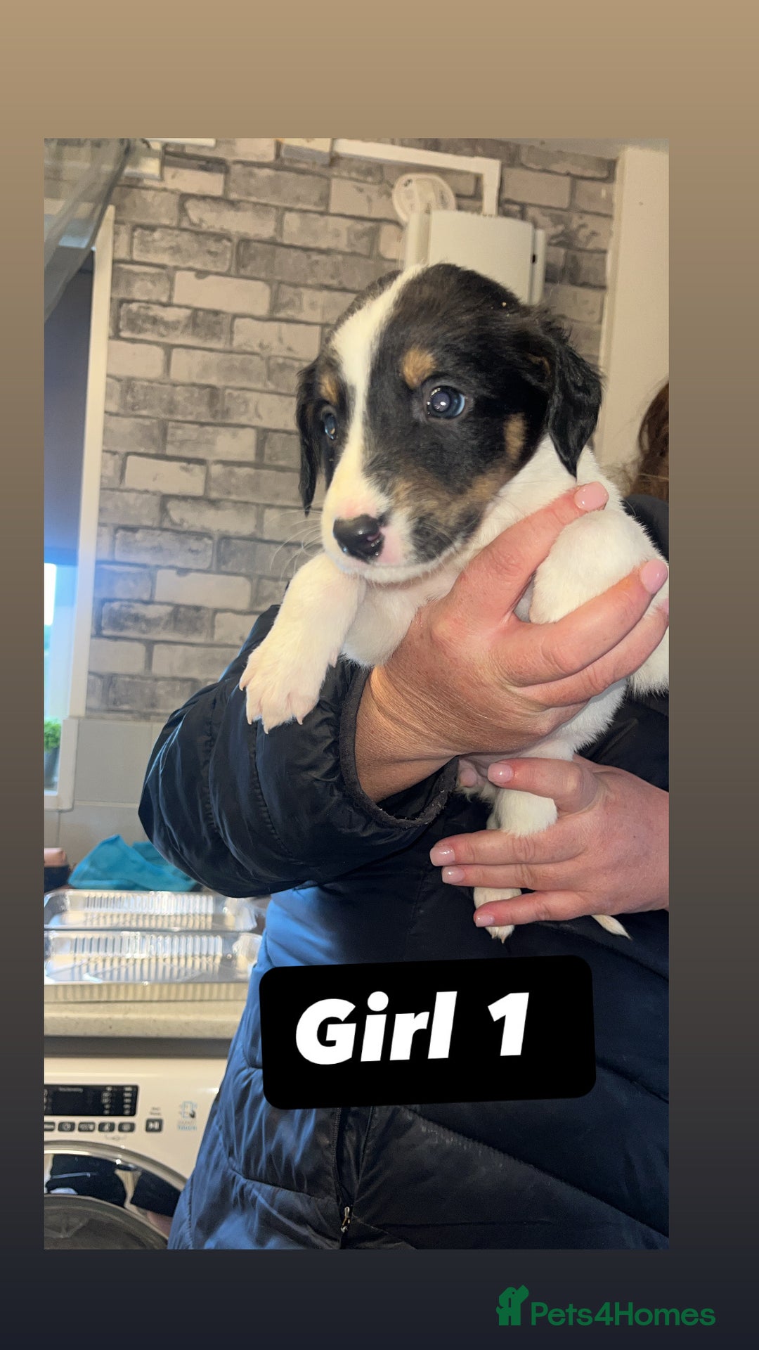 Saluki dogs for sale: Sulki / collie  - Advert 5