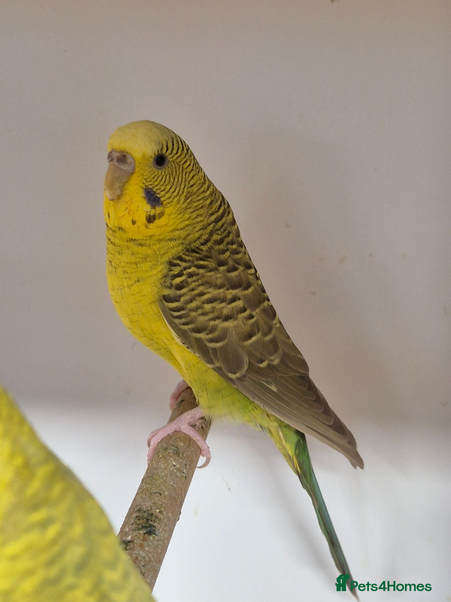 Budgerigars birds Hens variety colors - Advert 1