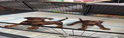 Dobermann dogs for sale: Imported Bloodline European Doberman Pups - Advert 3