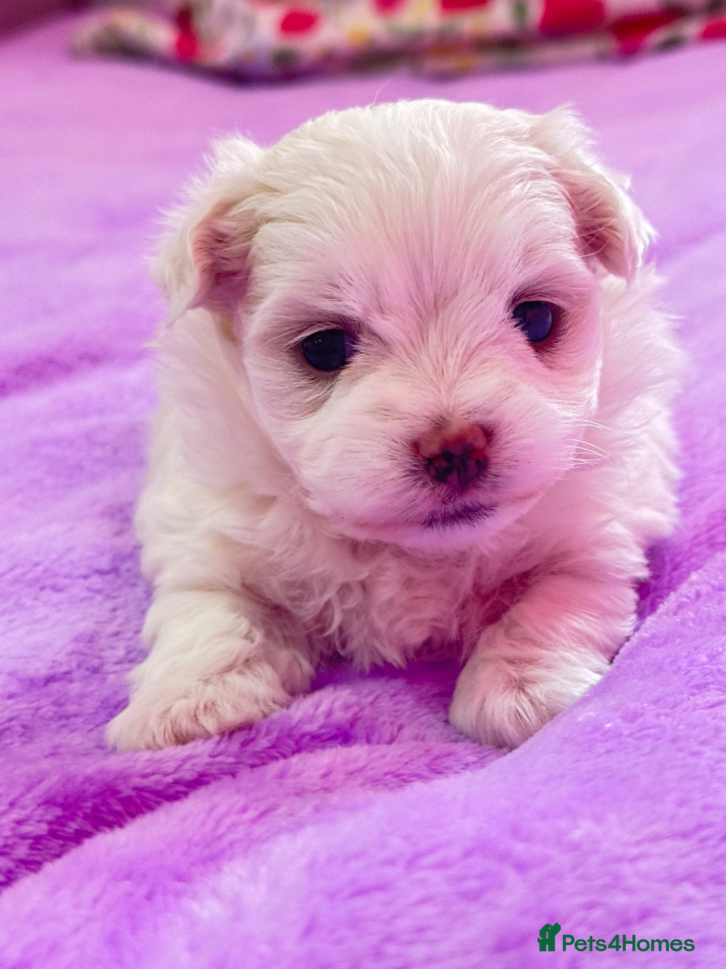 Maltese dogs for sale: 🐾💕 ADORABLE TINY PURE MALTESE - RESERVE NOW!  - Advert 1