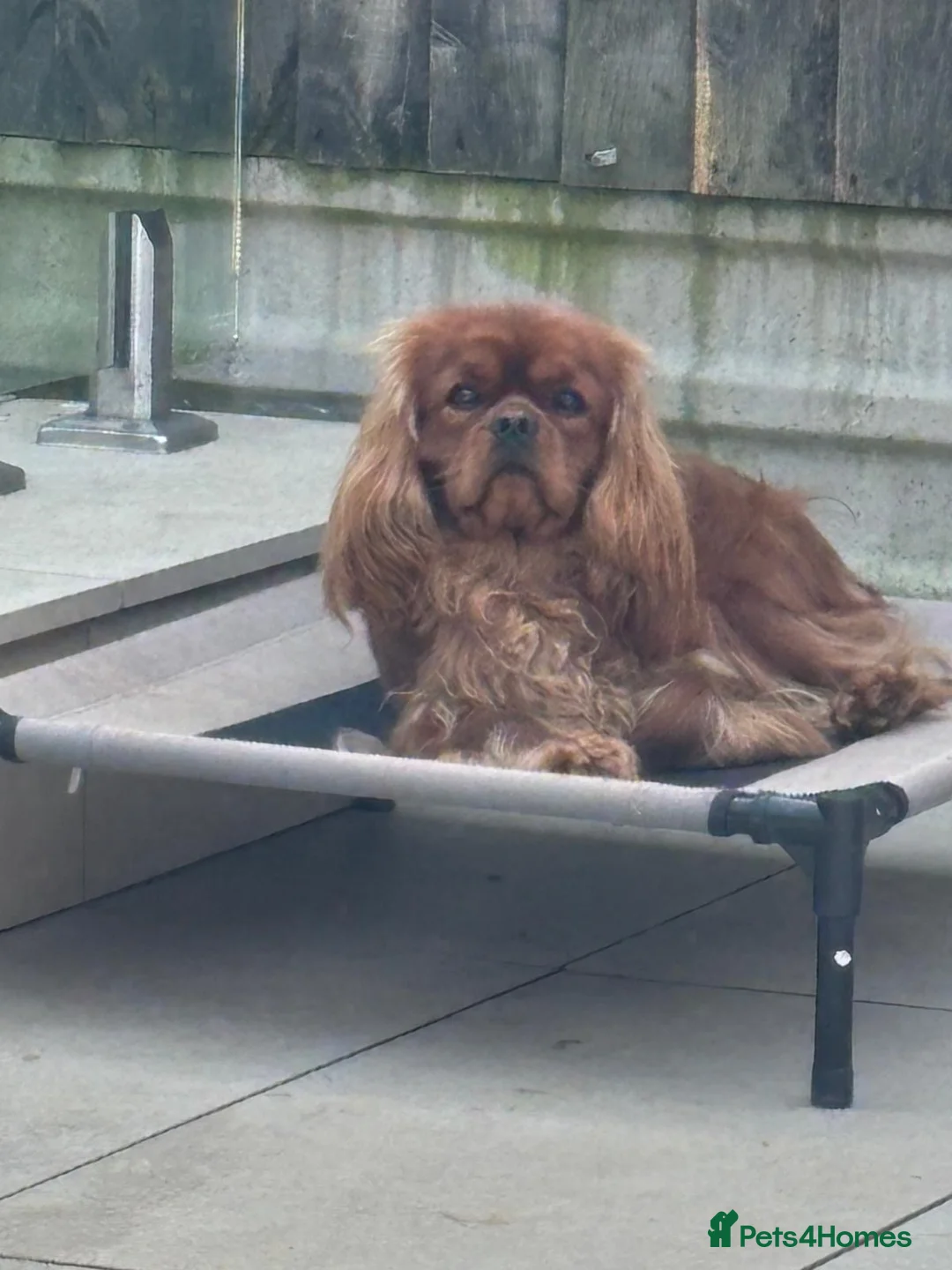 Cavalier King Charles Spaniel dogs for stud: Ruby cavalier King Charles  - Advert 2