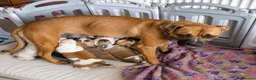 Mixed Breed dogs for sale: Loving Staffy x American Bulldog Pups - Ready Now  - Advert 4
