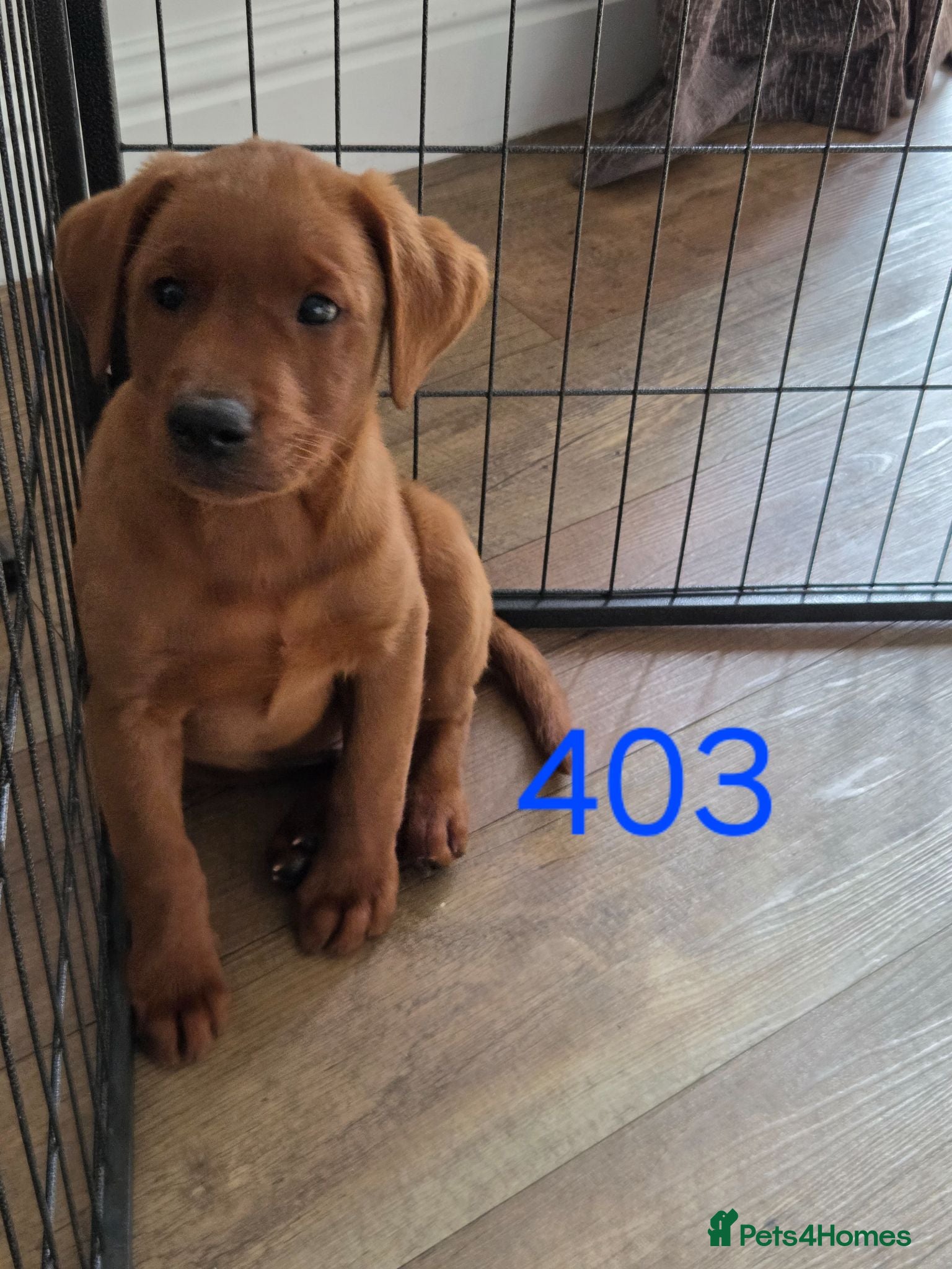 Labrador Retriever dogs ❤️ READY NOW dark red working Labrador pups ❤️ - Advert 1