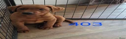 Labrador Retriever dogs for sale: ❤️ READY NOW dark red working Labrador pups ❤️ - Advert 5