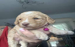 Cockapoo dogs for sale: Cockapoo Lovley Puppies  - Image 6