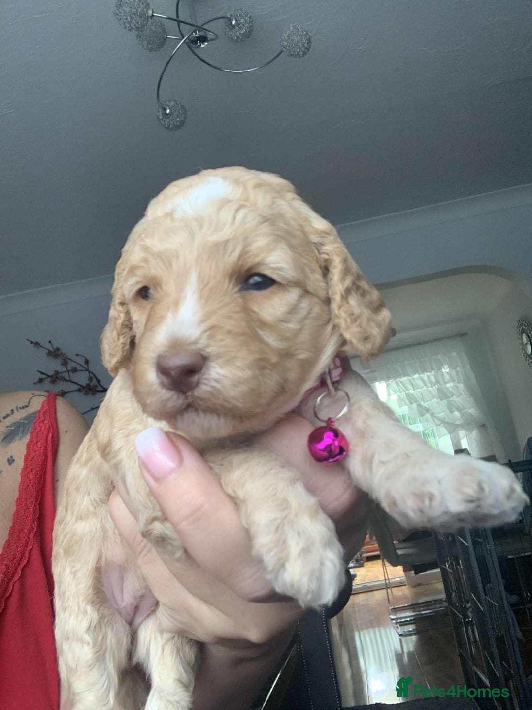 Cockapoo dogs for sale: Cockapoo Lovley Puppies  - Image 6