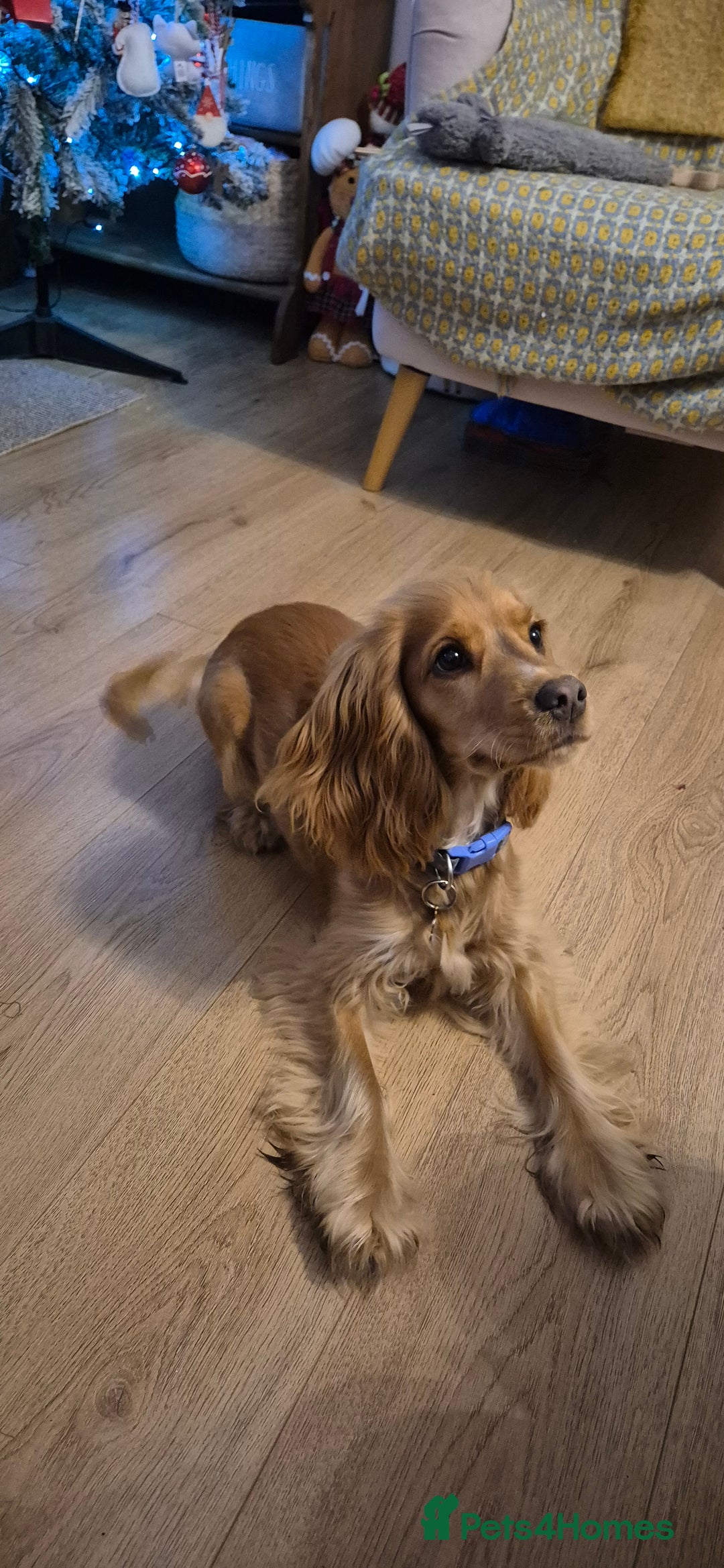 Cocker Spaniel dogs for sale: Female Cocker spaniel - Advert 7