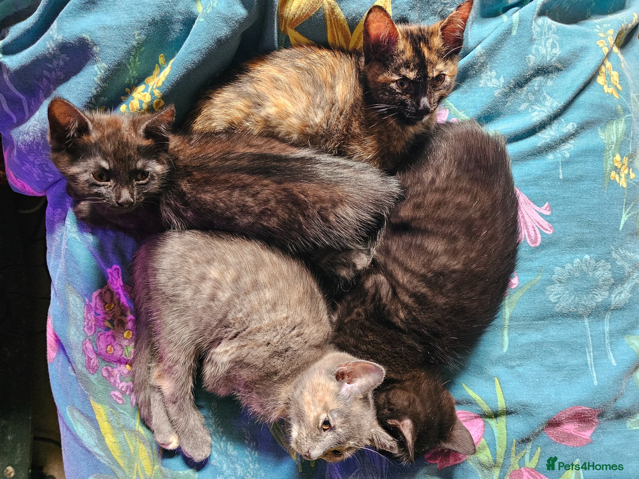 Mixed Breed cats 1 Ghost Tabby, 1 Tortoiseshell and 1 Black kittens - Advert 1