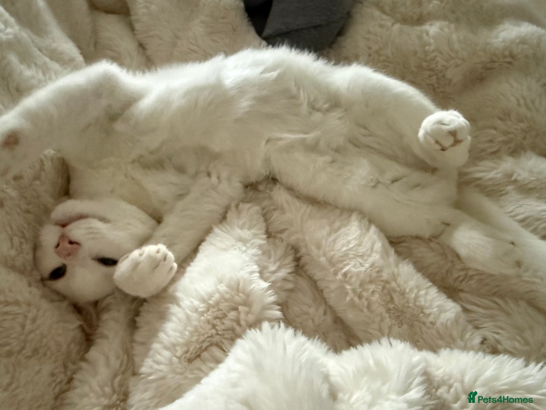 Mixed Breed cats for sale: Four month old cuddly boy - Advert 6