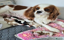 Cavalier King Charles Spaniel dogs for sale: Fully health tested included MRI scan  - Image 16