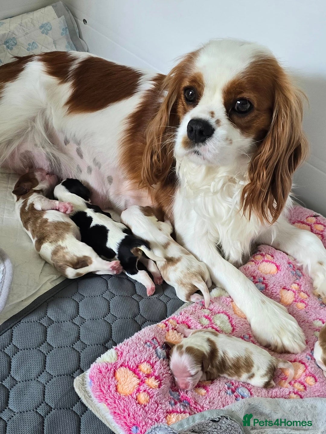 Cavalier King Charles Spaniel dogs for sale: Fully health tested included MRI scan  - Image 16