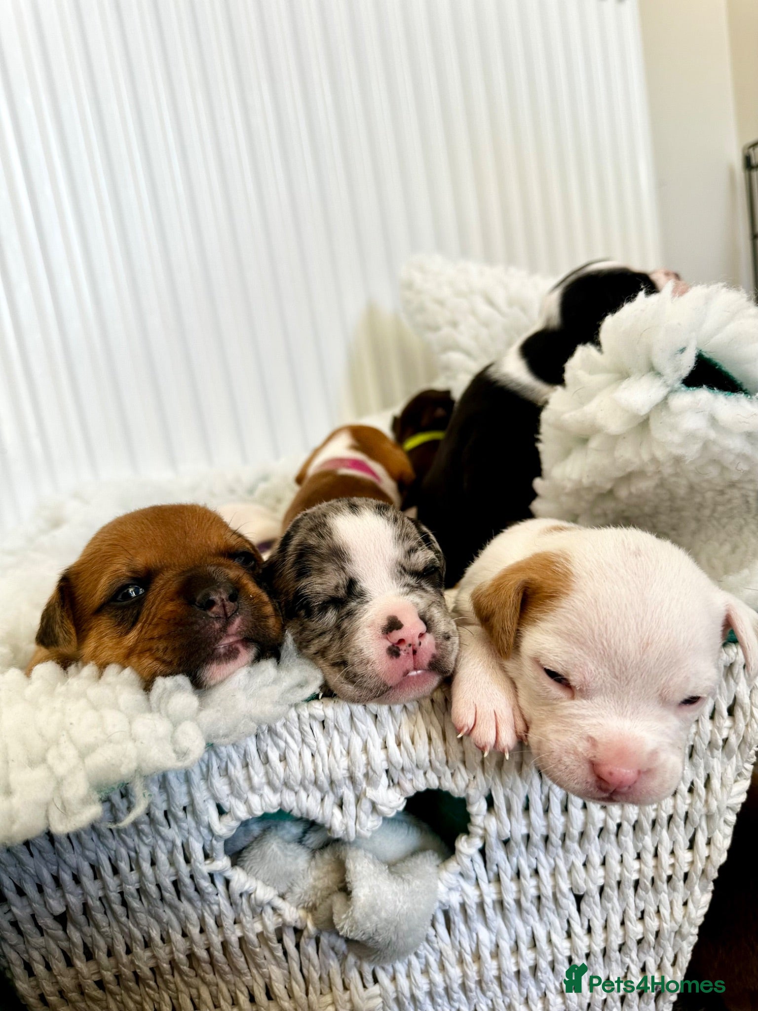 Mixed Breed dogs A* bulldog puppies 🐶 - Advert 1