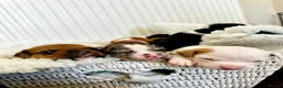 Mixed Breed dogs for sale: A* bulldog puppies 🐶 - Advert 1