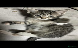 Mixed Breed cats for sale: Gorgeous kittens  - Image 13
