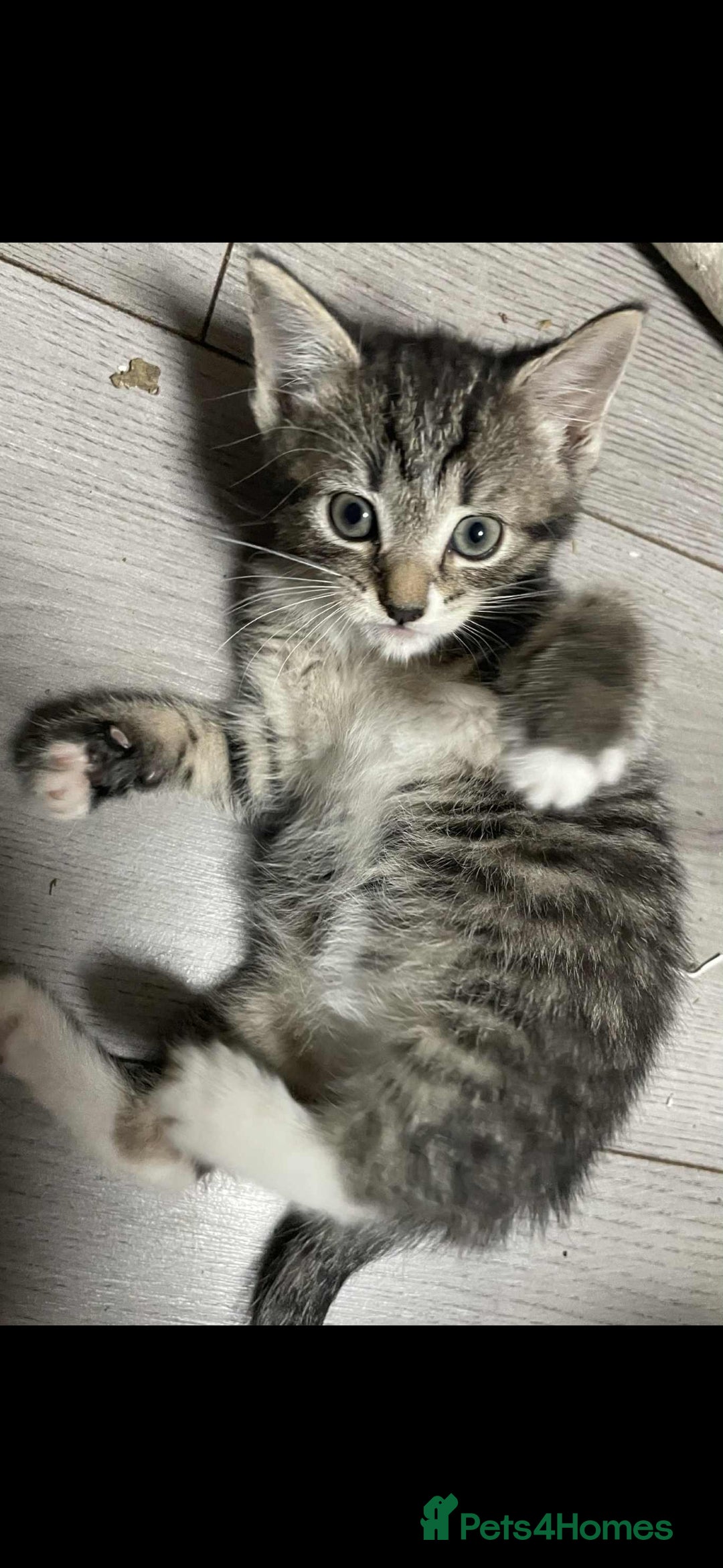 Mixed Breed cats for sale: Gorgeous kittens  - Image 13