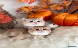 British Shorthair cats for sale: Golden British Shorthair  - Image 38