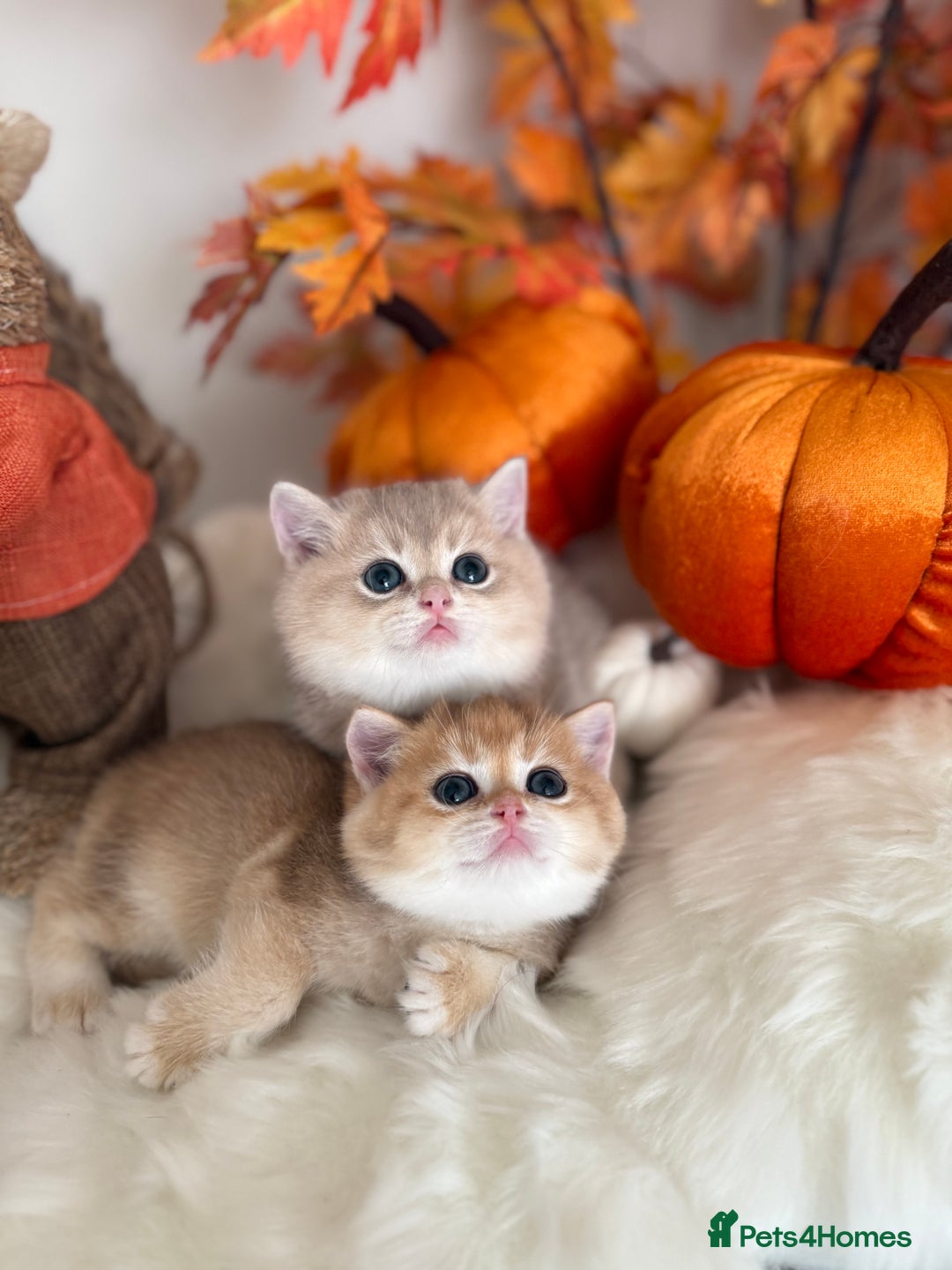 British Shorthair cats for sale: Golden British Shorthair  - Image 38