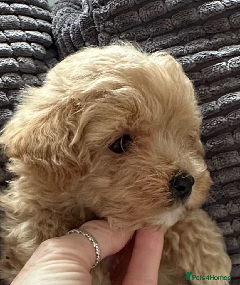 Maltipoo dogs Maltipoo puppies READY NOW ! - Advert 2