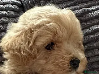Maltipoo dogs Maltipoo puppies READY NOW ! - Advert 18