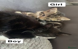 Mixed Breed cats for sale: Mixed breed  - Image 9