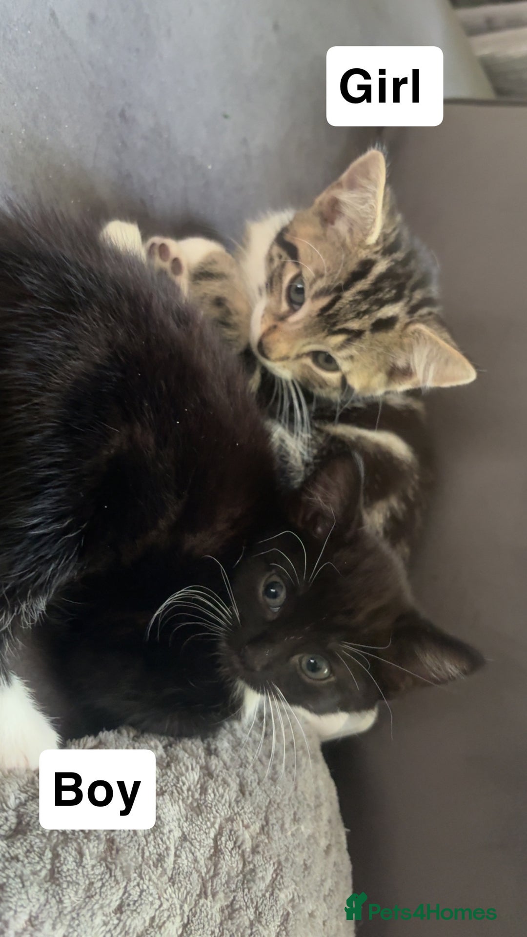 Mixed Breed cats for sale: Mixed breed  - Image 9