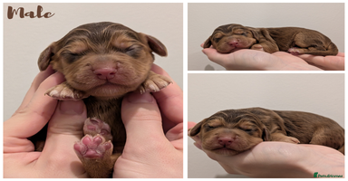 Cocker Spaniel dogs Kc Reg - Working Cocker Spaniel Puppies DNA Tested - Advert 8