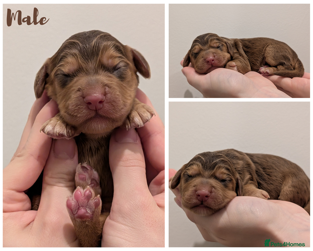 Cocker Spaniel dogs for sale: Kc Reg - Working Cocker Spaniel Puppies DNA Tested - Advert 2