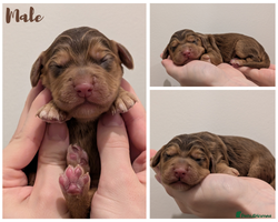 Cocker Spaniel dogs Kc Reg - Working Cocker Spaniel Puppies DNA Tested - Advert 7