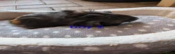 Guinea Pig rodents for sale: Baby girl guinea pigs ready now - Advert 4