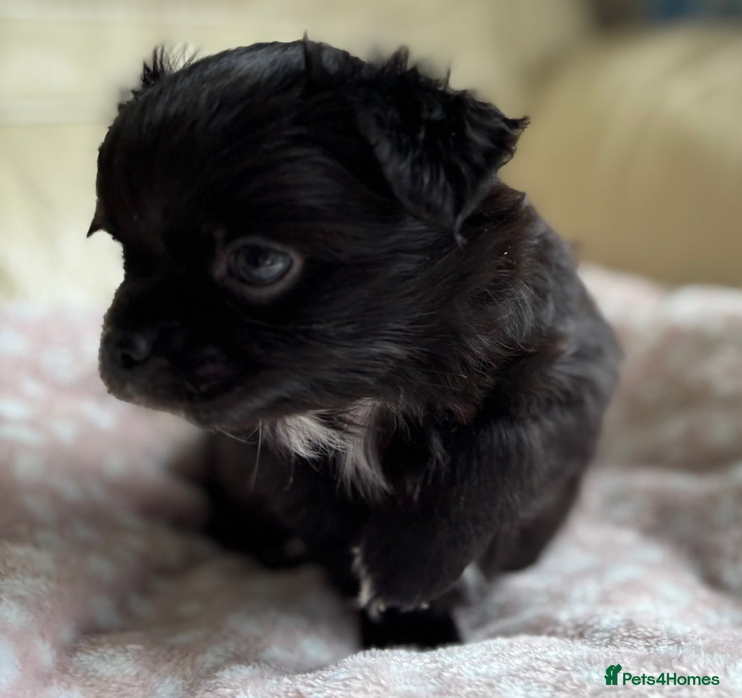 Chihuahua dogs for sale: 3 long haired Chihuahua puppies - Image 9