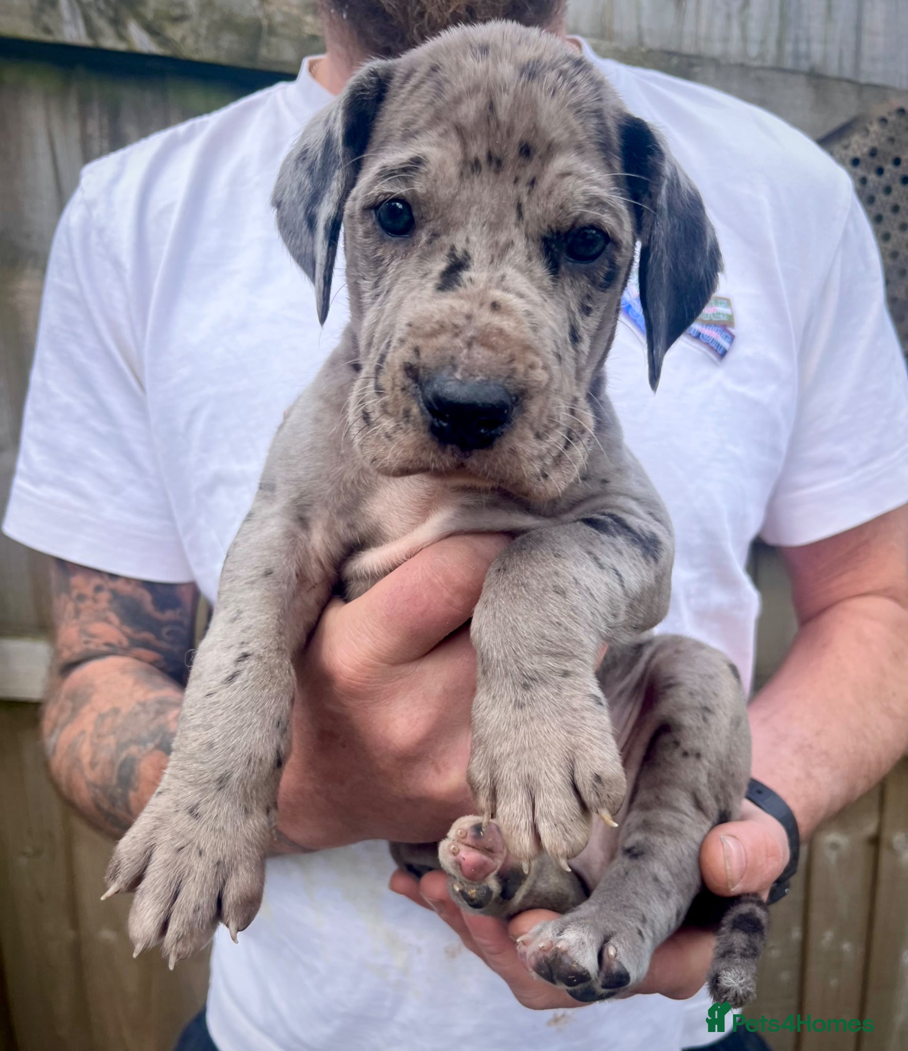 Great Dane dogs Stunning Great Dane puppies - Advert 13