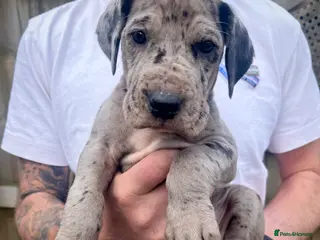 Great Dane dogs Stunning Great Dane puppies - Advert 2