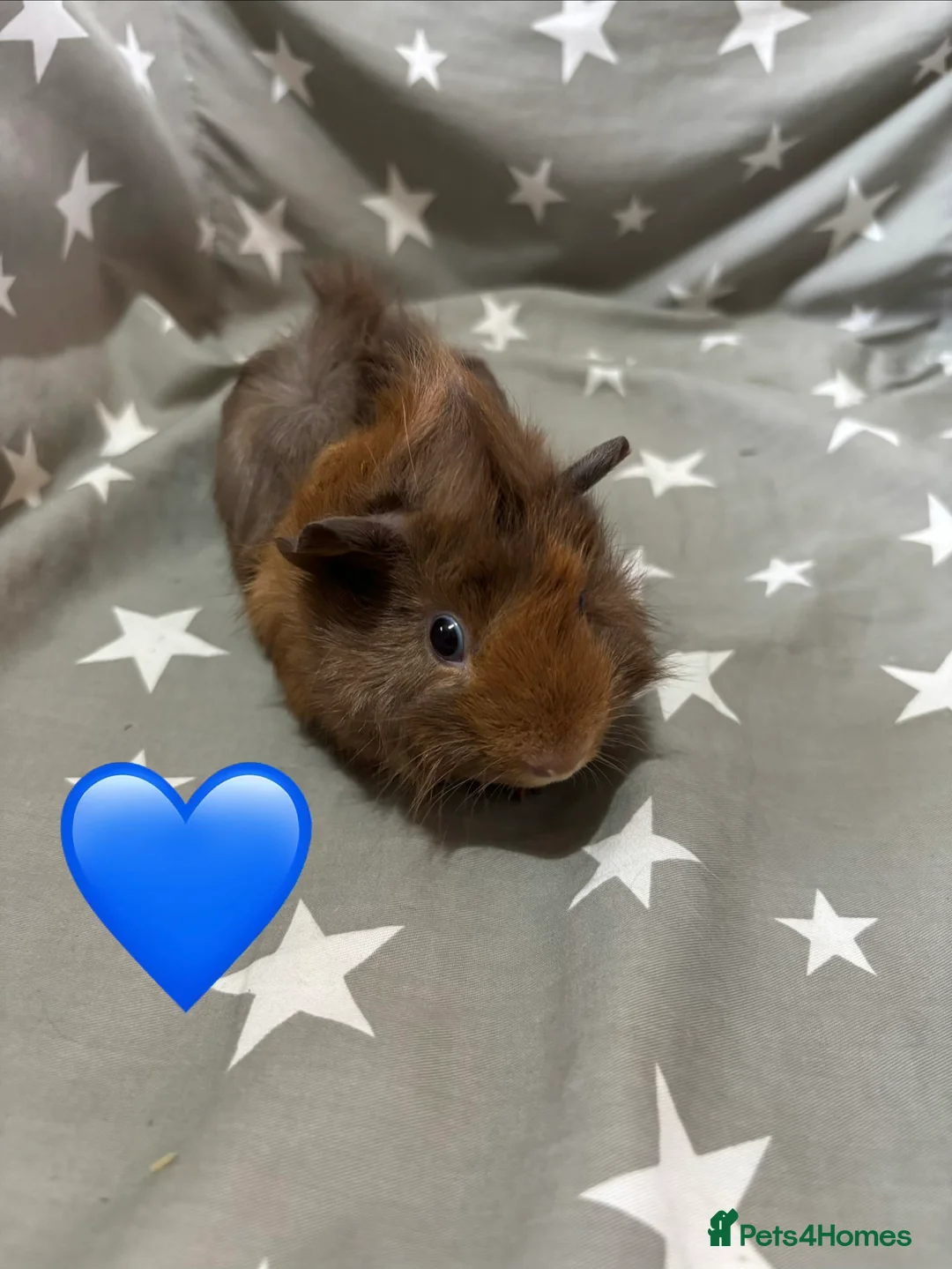 Guinea Pig rodents for sale: Mixed guinea pigs  - Advert 6