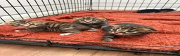 Domestic Shorthair cats for sale: Beautiful little of four - Advert 7