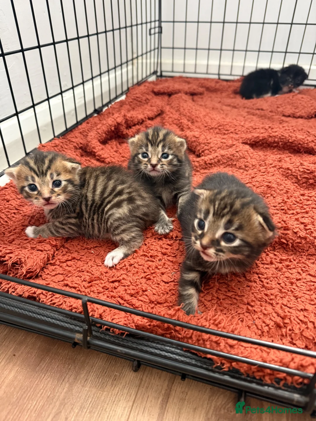 Domestic Shorthair cats for sale: Beautiful little of four - Advert 7
