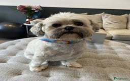 Mixed Breed dogs for adoption:  Meet Zola & Layla – The Perfect Little Pair - Image 3