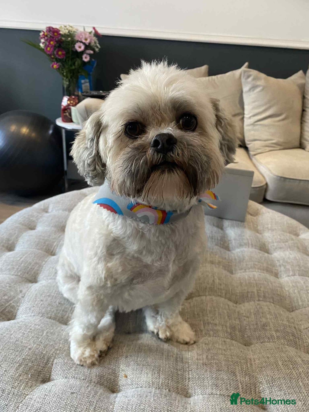 Mixed Breed dogs for adoption:  Meet Zola & Layla – The Perfect Little Pair - Image 3